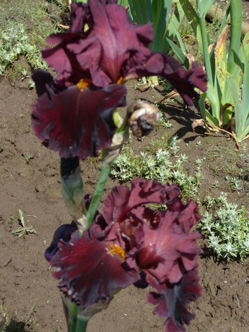 Photo of Tall Bearded Iris (Iris 'Iconic') uploaded by Betja