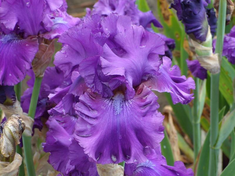 Photo of Tall Bearded Iris (Iris 'Neil's Choice') uploaded by Betja
