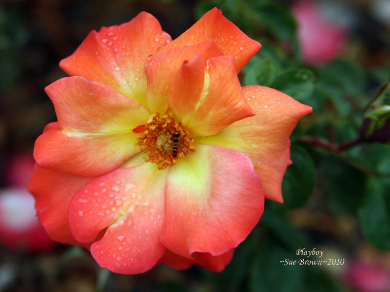 Photo of Rose (Rosa 'Playboy') uploaded by Calif_Sue