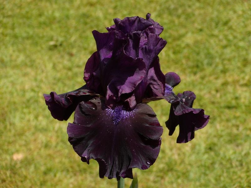 Photo of Tall Bearded Iris (Iris 'Badlands') uploaded by Betja