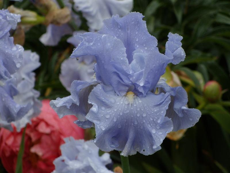 Photo of Tall Bearded Iris (Iris 'Into the Blue') uploaded by Betja