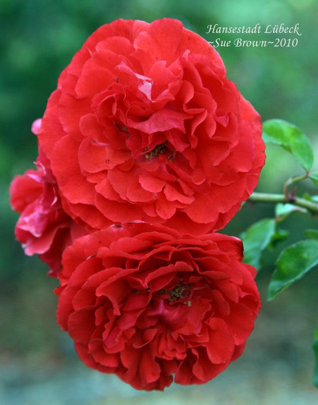 Photo of Rose (Rosa 'Hansestadt Lubeck') uploaded by Calif_Sue