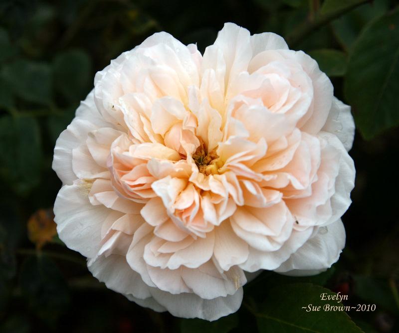 Photo of English Shrub Rose (Rosa 'Evelyn') uploaded by Calif_Sue