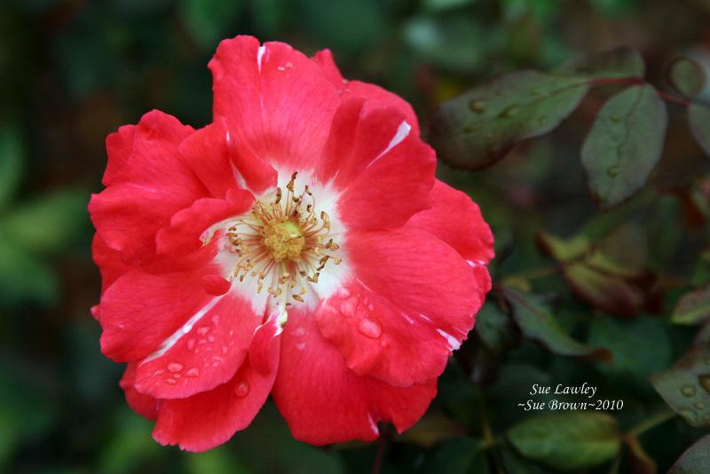 Photo of Rose (Rosa 'Sue Lawley') uploaded by Calif_Sue