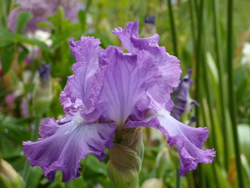 Photo of Tall Bearded Iris (Iris 'Enchanted Memory') uploaded by Betja