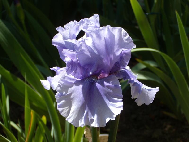 Photo of Tall Bearded Iris (Iris 'Jordan's Joy') uploaded by Betja