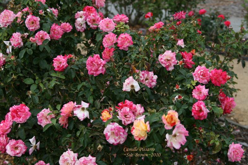 Photo of Rose (Rosa 'Camille Pissarro') uploaded by Calif_Sue