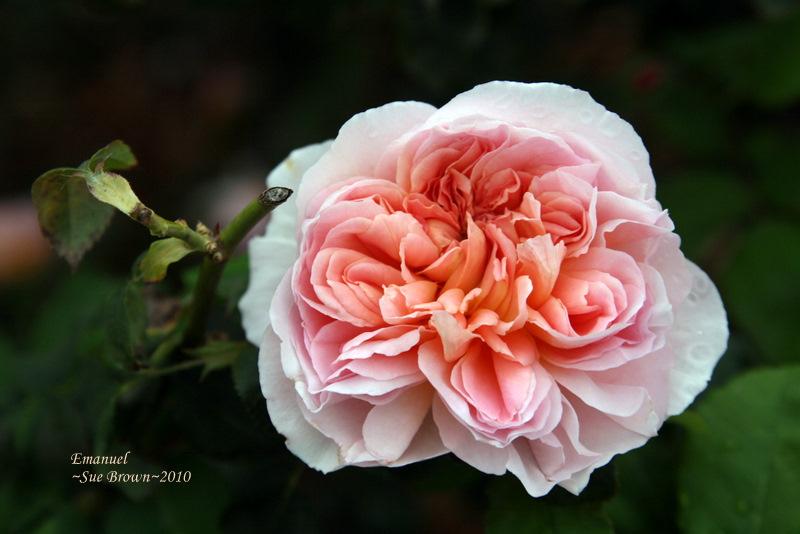 Photo of Rose (Rosa 'Emanuel') uploaded by Calif_Sue