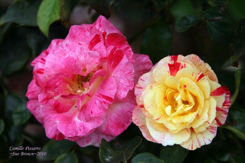 Photo of Rose (Rosa 'Camille Pissarro') uploaded by Calif_Sue