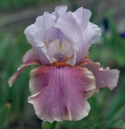 Photo of Tall Bearded Iris (Iris 'Cameo Wine') uploaded by MShadow