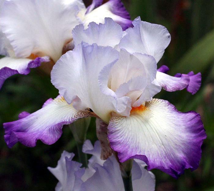 Photo of Tall Bearded Iris (Iris 'Conjuration') uploaded by MShadow