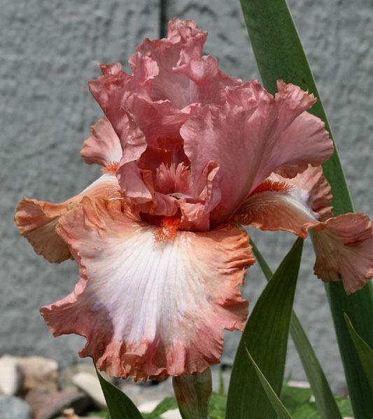 Photo of Tall Bearded Iris (Iris 'Cast of Characters') uploaded by MShadow