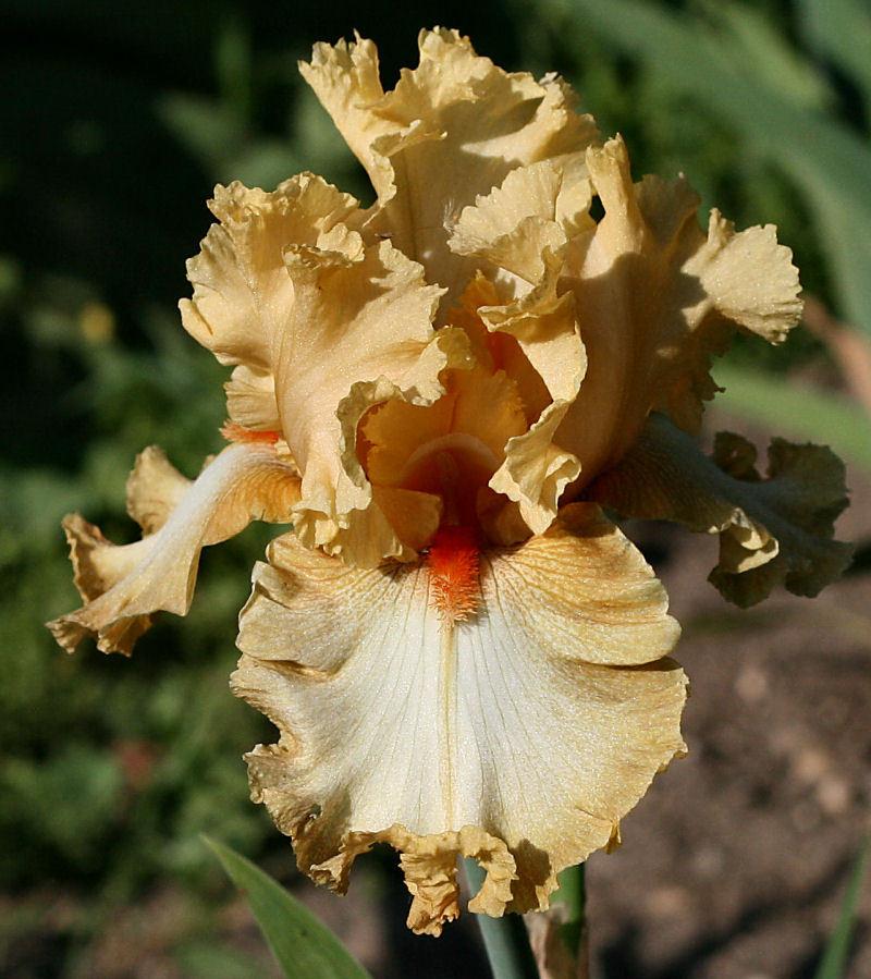 Photo of Tall Bearded Iris (Iris 'Cheap Frills') uploaded by MShadow