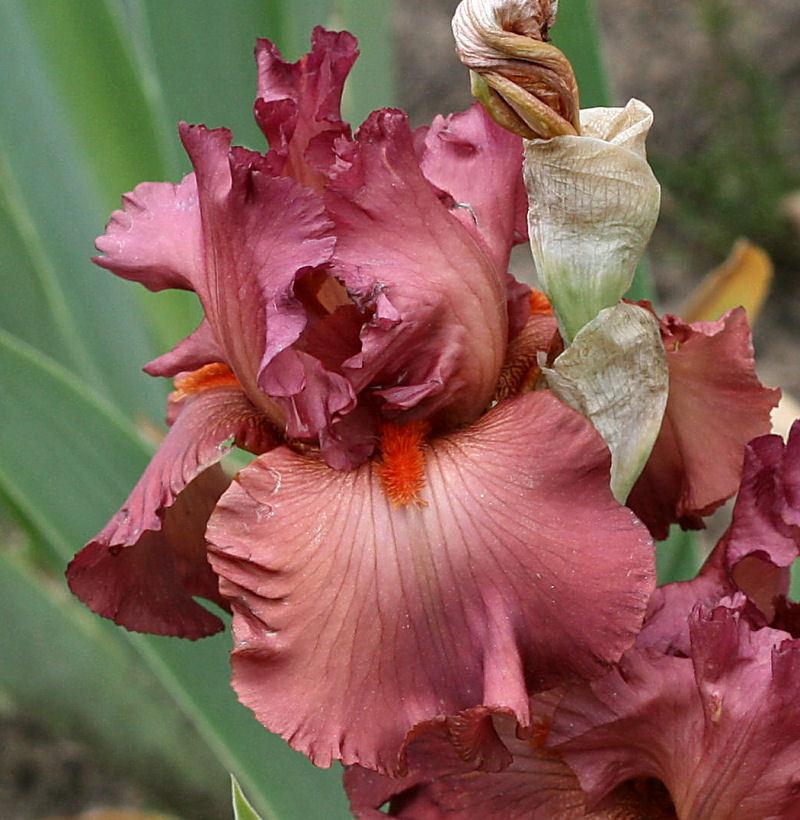 Photo of Tall Bearded Iris (Iris 'Code Red') uploaded by MShadow