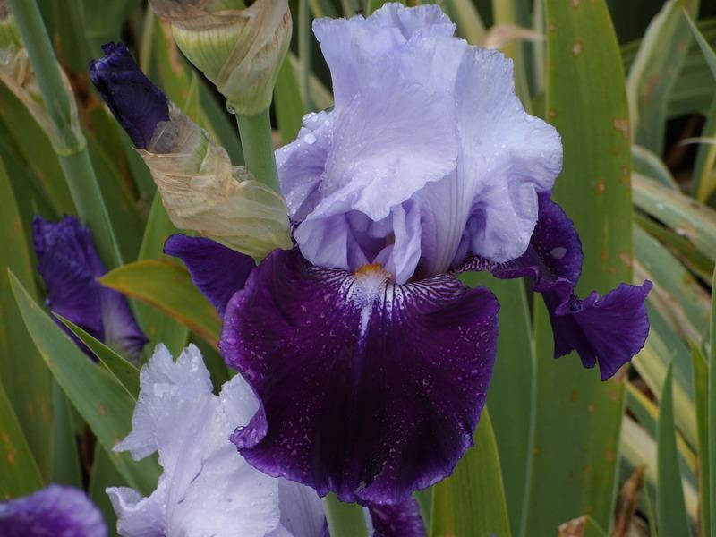 Photo of Tall Bearded Iris (Iris 'High Class') uploaded by Betja