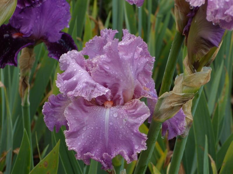 Photo of Tall Bearded Iris (Iris 'Kaligazam') uploaded by Betja
