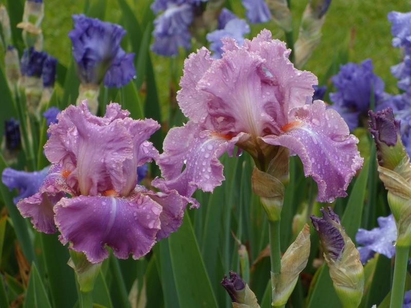 Photo of Tall Bearded Iris (Iris 'Kaligazam') uploaded by Betja