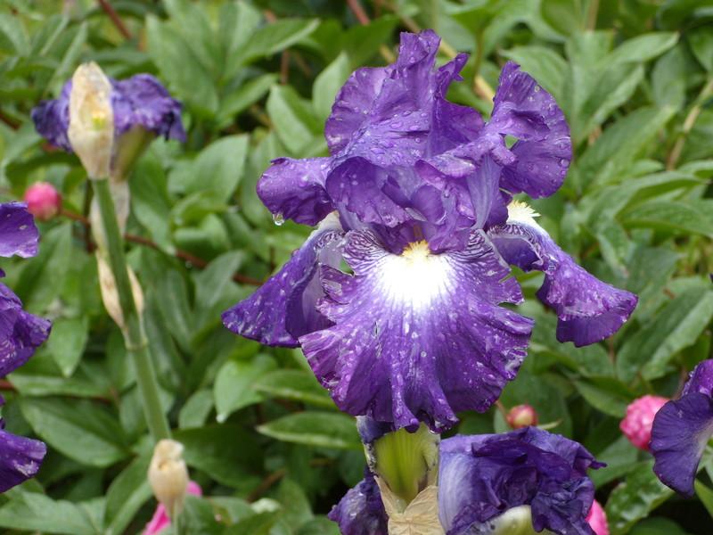 Photo of Tall Bearded Iris (Iris 'Spot Starter') uploaded by Betja