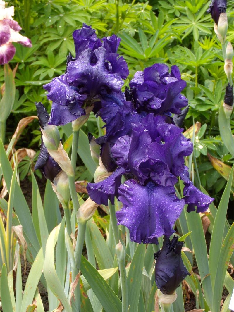 Photo of Tall Bearded Iris (Iris 'Dusky Challenger') uploaded by Betja