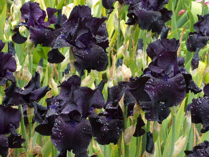 Photo of Tall Bearded Iris (Iris 'Black Suited') uploaded by Betja