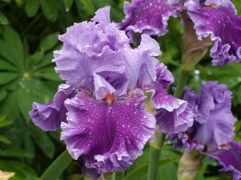 Photo of Tall Bearded Iris (Iris 'Louisa's Song') uploaded by Betja