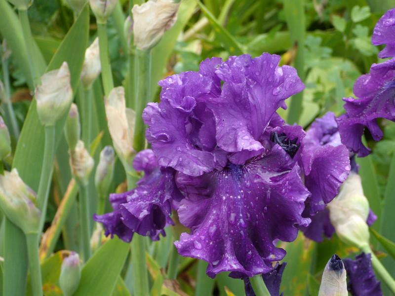 Photo of Tall Bearded Iris (Iris 'Standing Proud') uploaded by Betja