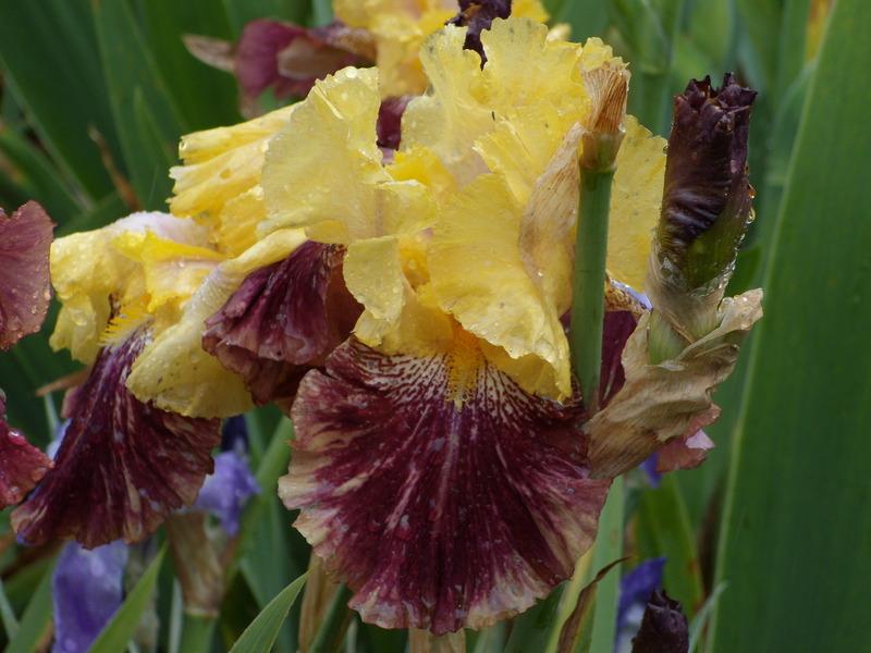 Photo of Tall Bearded Iris (Iris 'Ziggy') uploaded by Betja