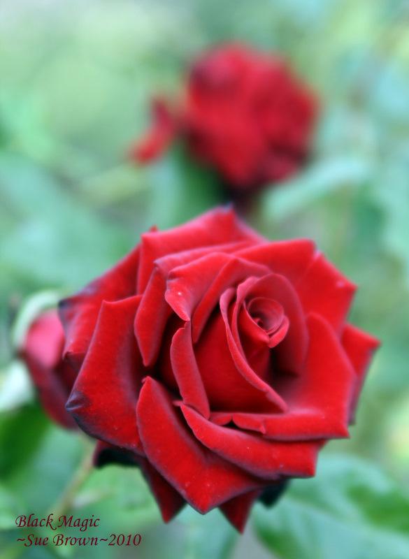 Photo of Rose (Rosa 'Black Magic') uploaded by Calif_Sue