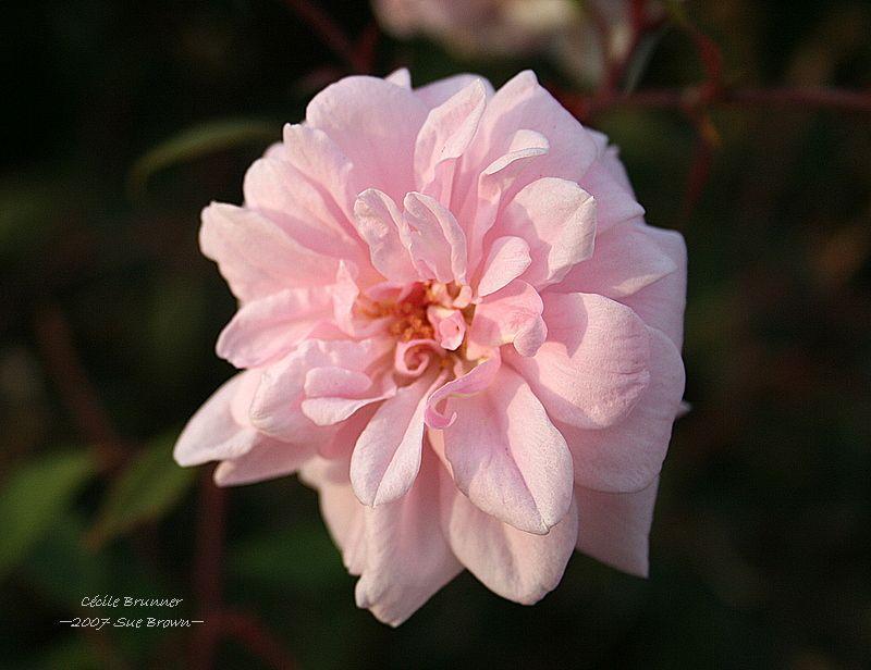 Photo of Climbing Polyantha Rose (Rosa 'Cecile Brunner, Cl.') uploaded by Calif_Sue