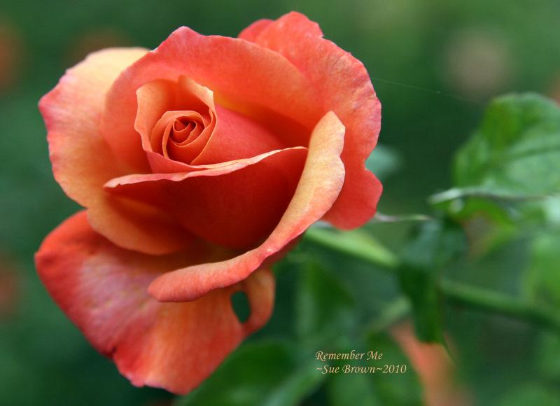 Photo of Rose (Rosa 'Remember Me') uploaded by Calif_Sue