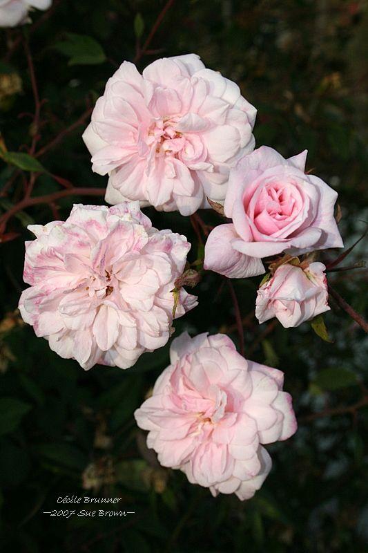 Photo of Climbing Polyantha Rose (Rosa 'Cecile Brunner, Cl.') uploaded by Calif_Sue
