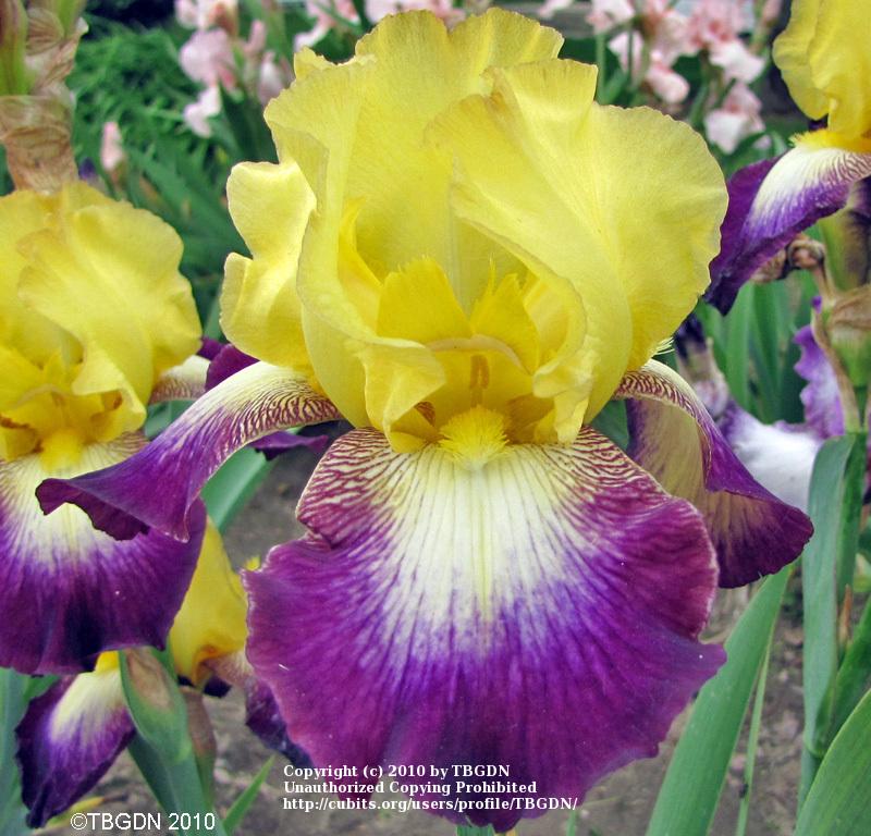 Photo of Border Bearded Iris (Iris 'Go for Bold') uploaded by TBGDN