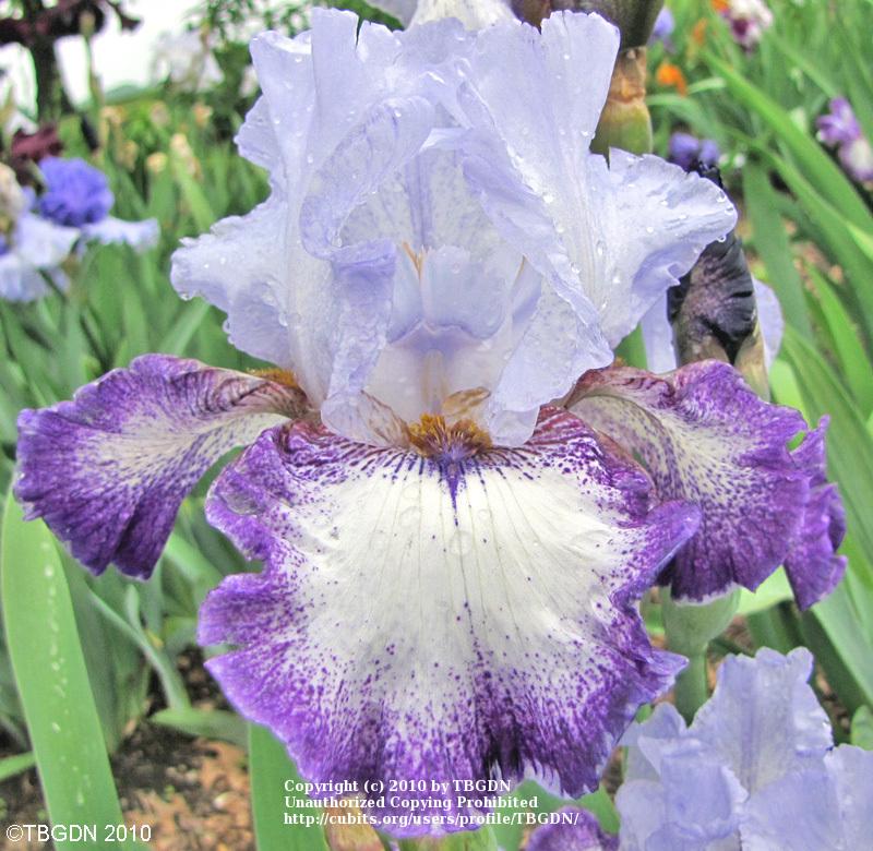 Photo of Tall Bearded Iris (Iris 'Everything Plus') uploaded by TBGDN