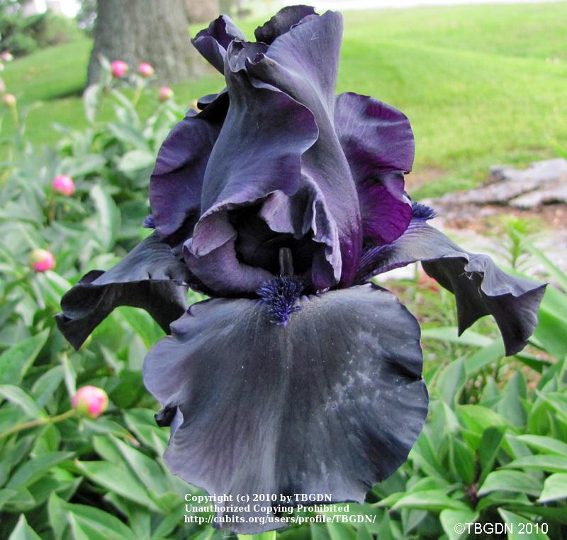 Photo of Tall Bearded Iris (Iris 'Hello Darkness') uploaded by TBGDN
