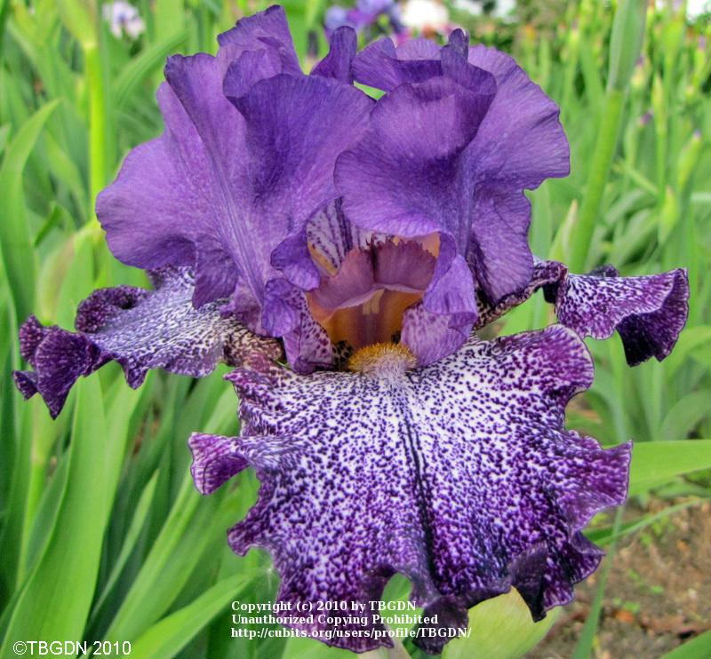 Photo of Tall Bearded Iris (Iris 'Celestial Explosion') uploaded by TBGDN