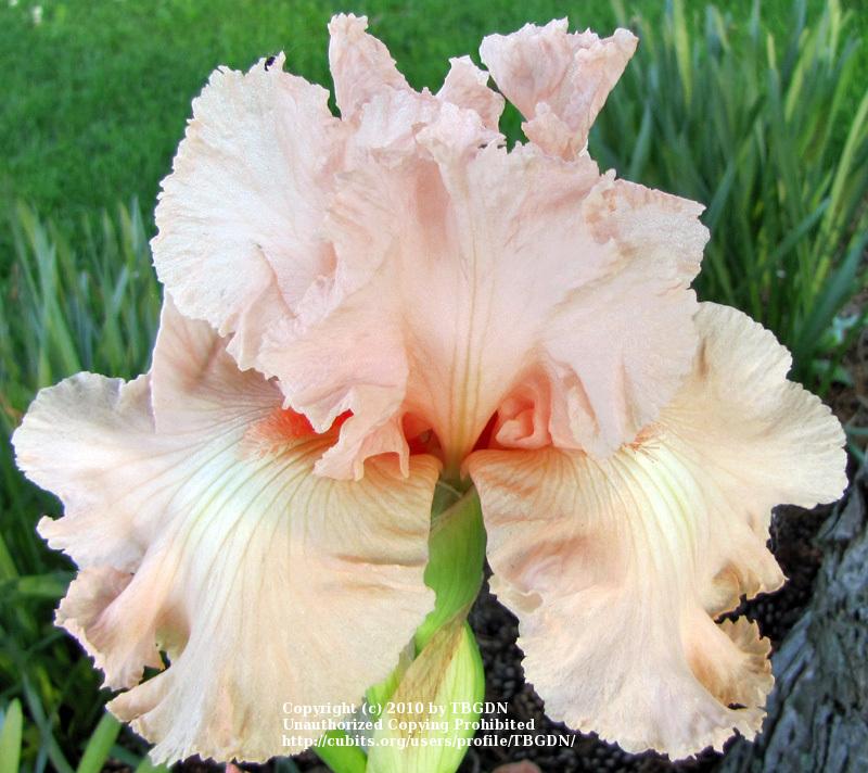 Photo of Tall Bearded Iris (Iris 'Happenstance') uploaded by TBGDN