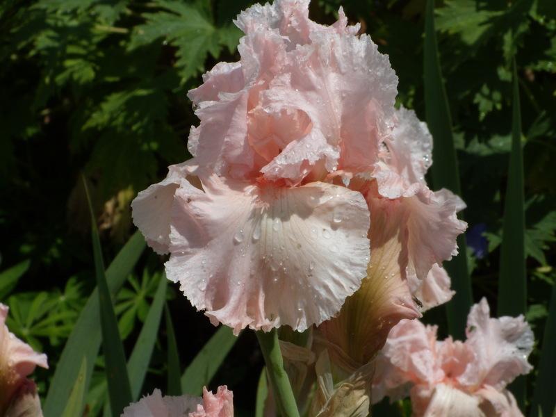 Photo of Tall Bearded Iris (Iris 'Happenstance') uploaded by Betja