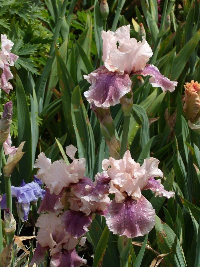 Photo of Tall Bearded Iris (Iris 'Annabelle Rose') uploaded by Betja
