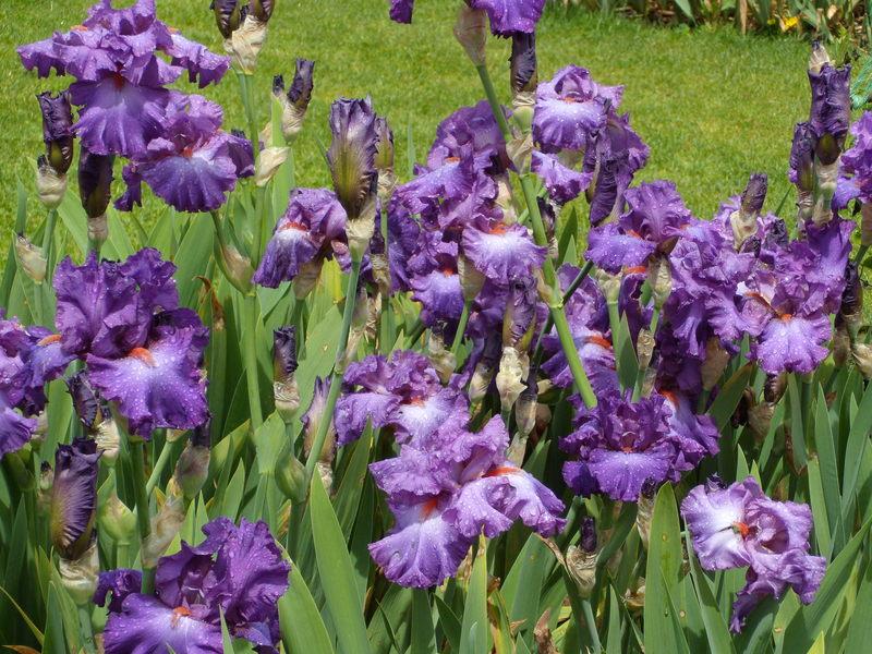 Photo of Tall Bearded Iris (Iris 'Imperial Reign') uploaded by Betja
