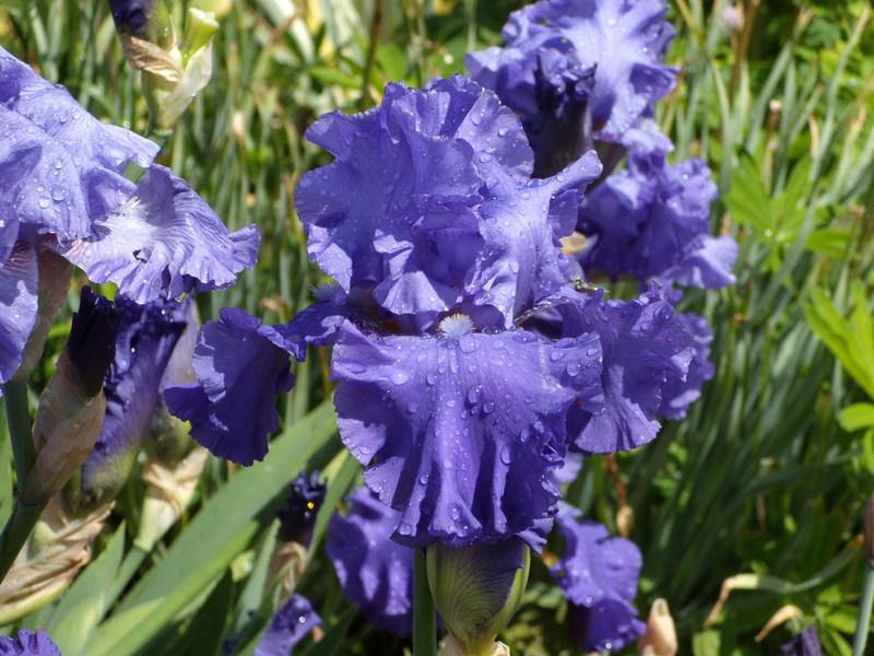 Photo of Tall Bearded Iris (Iris 'Blenheim Royal') uploaded by Betja