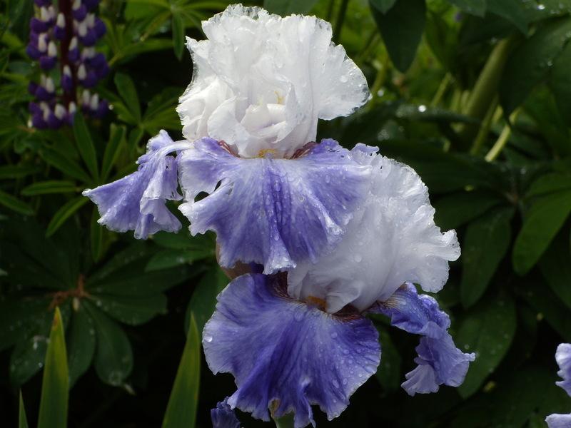 Photo of Tall Bearded Iris (Iris 'Whispering Falls') uploaded by Betja