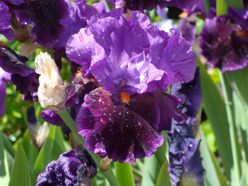 Photo of Tall Bearded Iris (Iris 'Local Color') uploaded by Betja