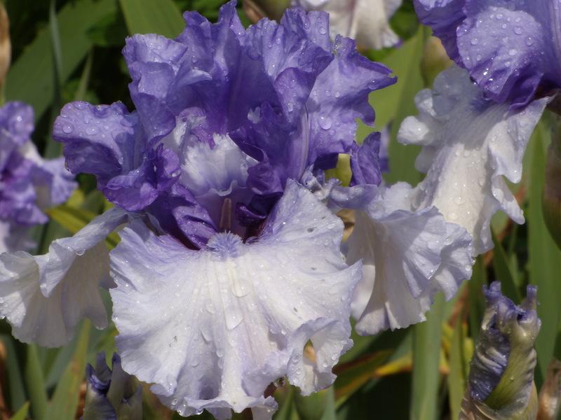 Photo of Tall Bearded Iris (Iris 'Aegean Wind') uploaded by Betja