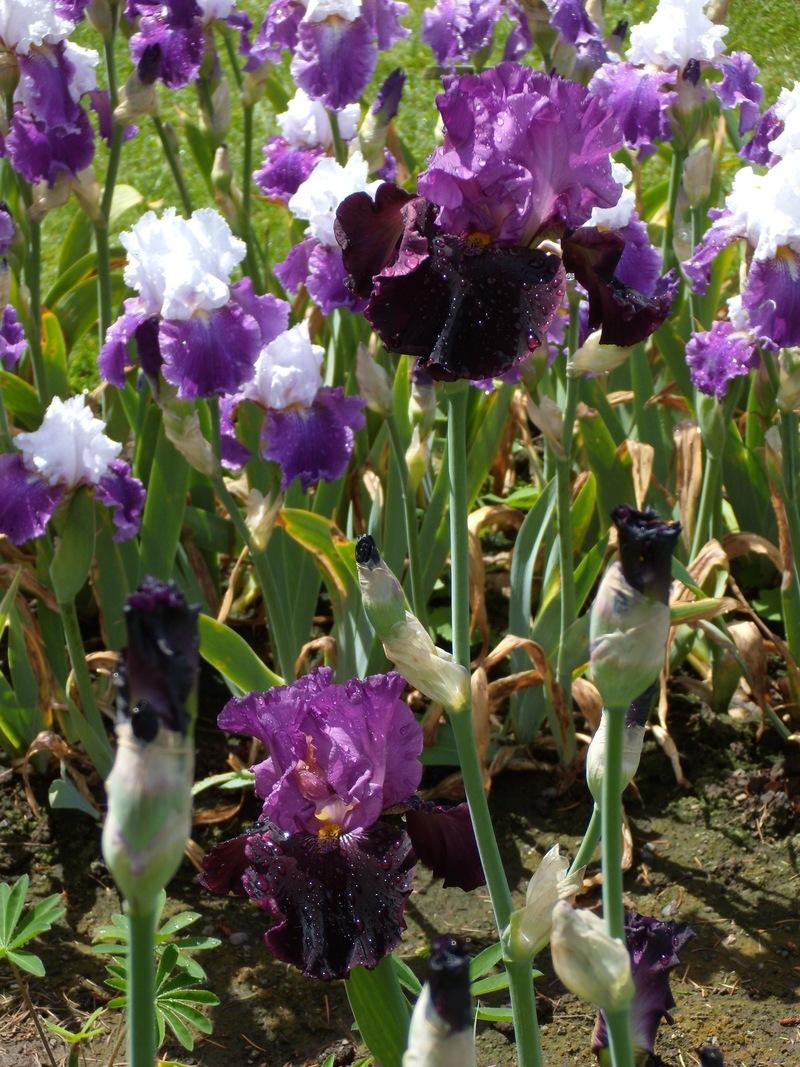 Photo of Tall Bearded Iris (Iris 'Made of Magic') uploaded by Betja