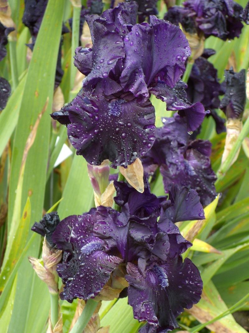 Photo of Tall Bearded Iris (Iris 'Obsidian') uploaded by Betja
