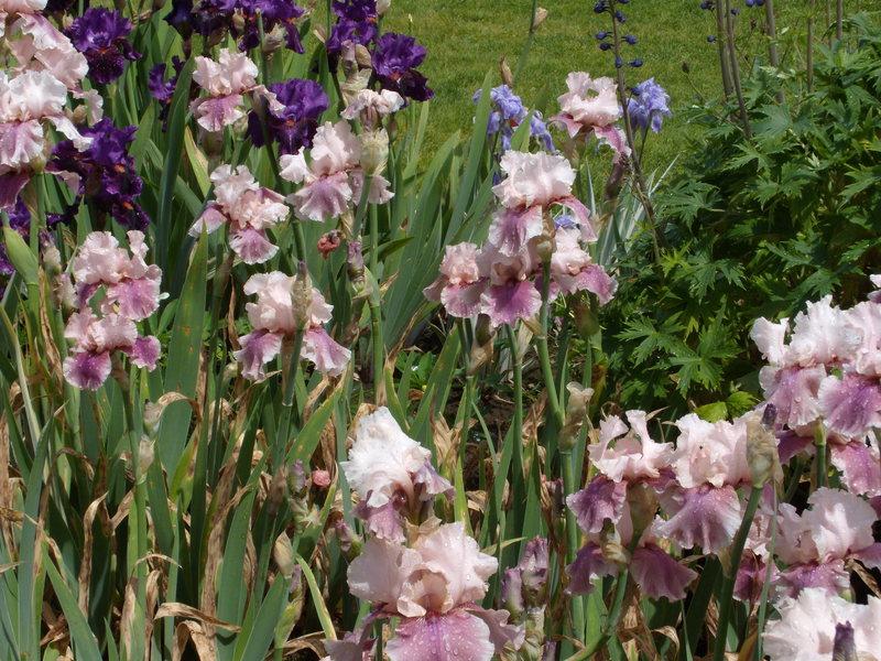 Photo of Tall Bearded Iris (Iris 'Annabelle Rose') uploaded by Betja