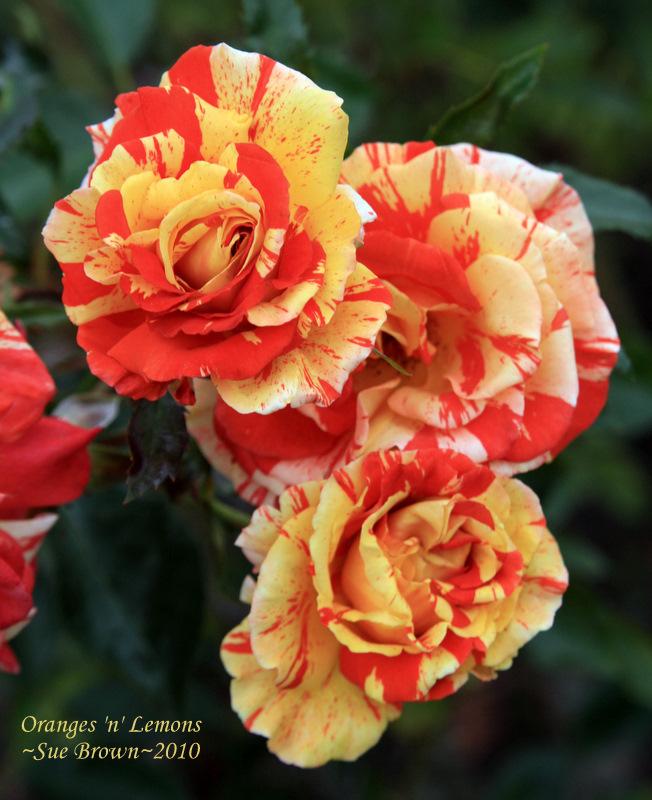 Photo of Rose (Rosa 'Oranges 'n' Lemons') uploaded by Calif_Sue