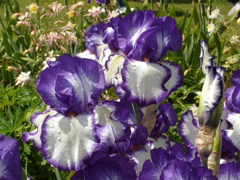 Photo of Tall Bearded Iris (Iris 'Rare Quality') uploaded by Betja