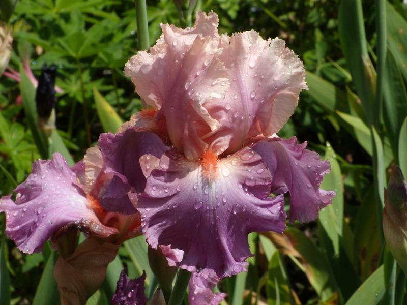 Photo of Tall Bearded Iris (Iris 'Sweet Musette') uploaded by Betja