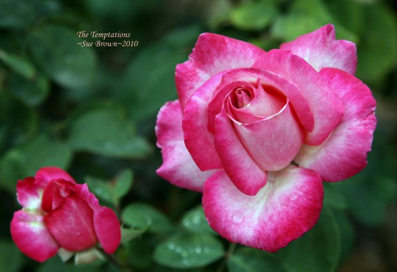 Photo of Rose (Rosa 'The Temptations') uploaded by Calif_Sue